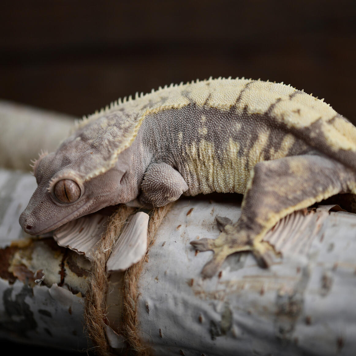 Gotham geckos shop